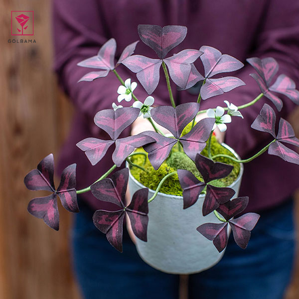 طرز نگهداری گیاه اگزالیس: 1. نور