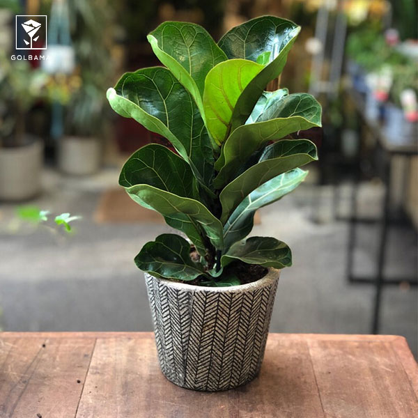 تعویض گلدان انجیر برگ ریز