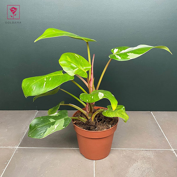 تعویض گلدان فیلودندرون