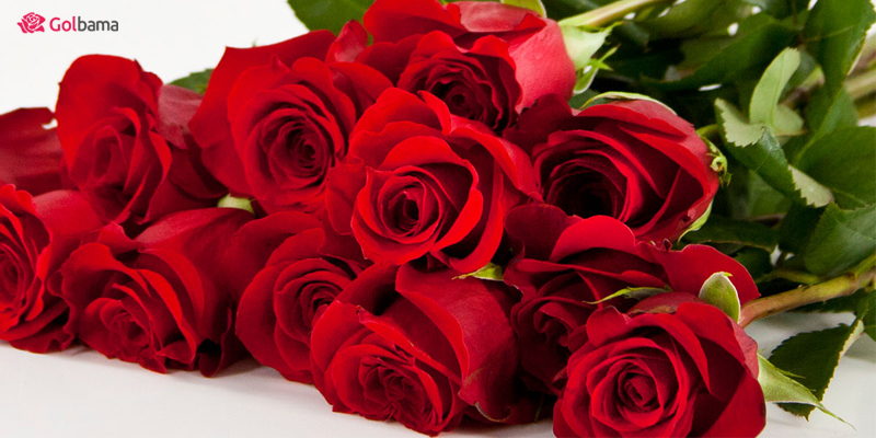 گل ارکیده‌ با محبوبیت جهانی: یک پیشنهاد ویژه برای گل ولنتاین