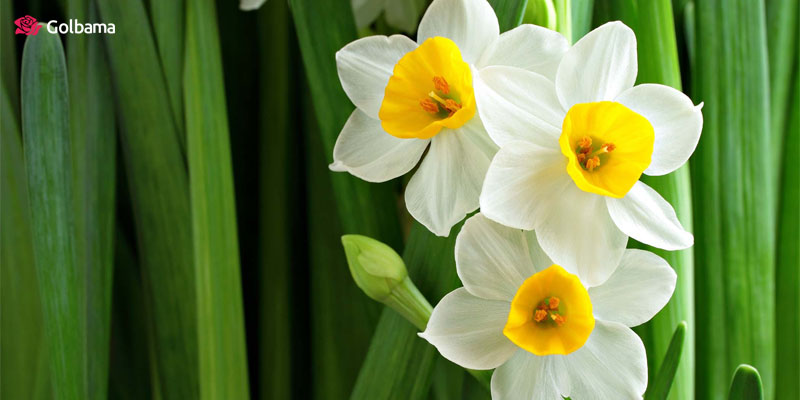 نرگس گل خاطره‌انگیز برای یک روز ولنتاین پر خاطره