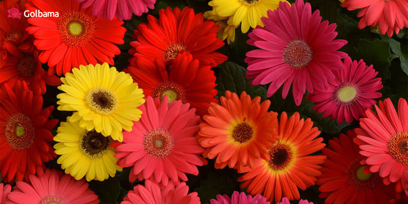 گل ولنتاین زیبا: گل ژربرا، رنگارنگ و جذاب