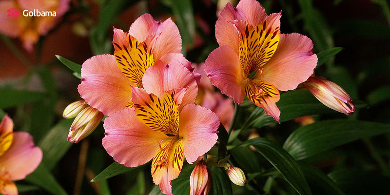 گل آلسترومریا: گل ولنتاینی که در ذهن می‌ماند