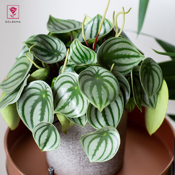 ظاهر گل پپرومیا