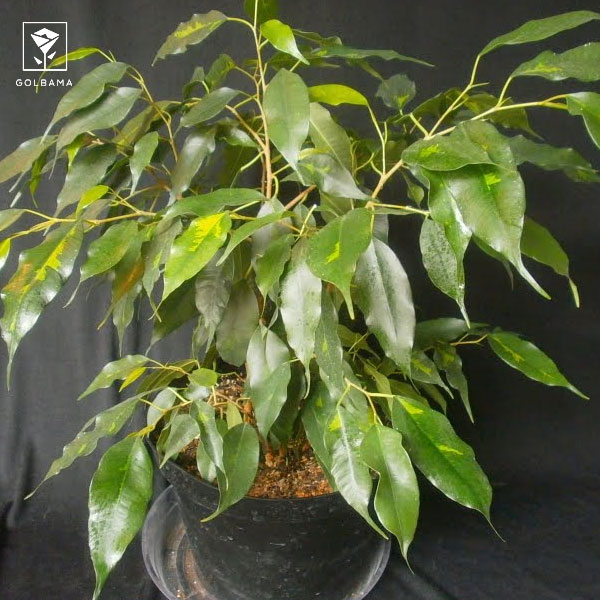 زرد شدن برگهای فیکوس بنجامین