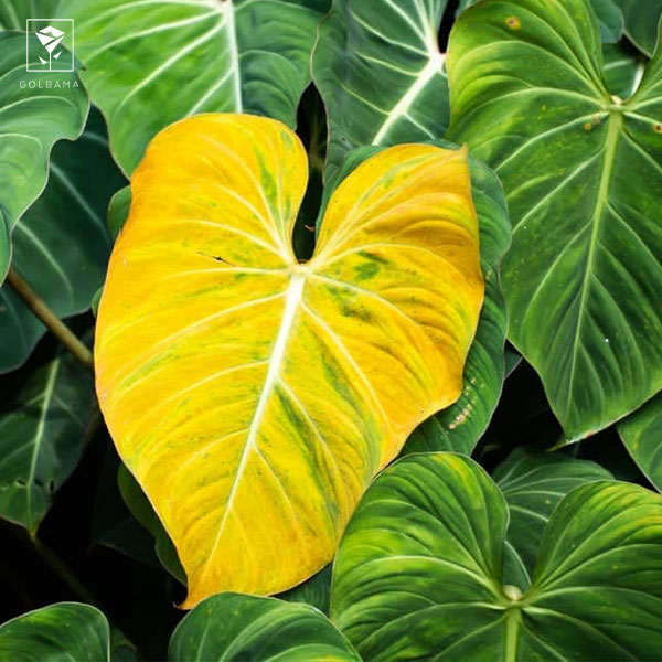 زرد شدن برگ‌های گیاه