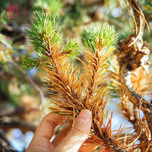 زرد شدن برگ‌های سوزنی