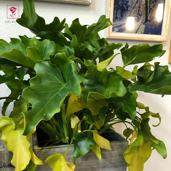 زرد شدن گیاه و بوی پوسیدگی