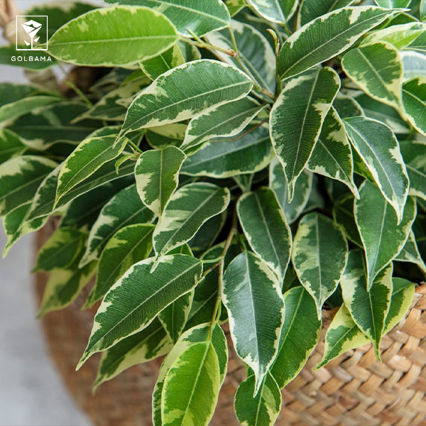 زرد شدن لبه‌ی برگ‌ها