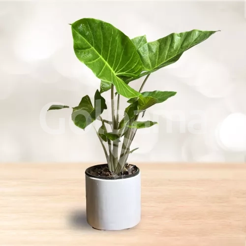 گیاه بابا آدم سایز متوسط با گلدان سرامیکی