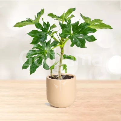 آرالیا با گلدان سفالی