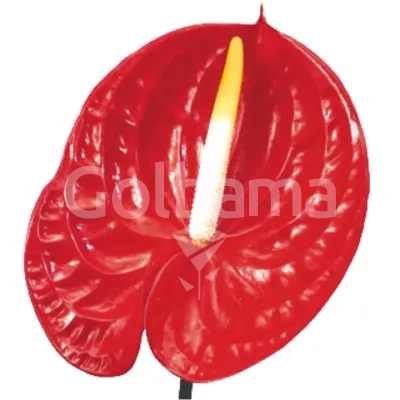 گل آنتوریوم