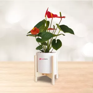 آنتوریوم با گلدان میکا پایه چوبی