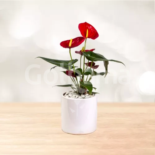 آنتوریوم سایز متوسط با گلدان سرامیکی