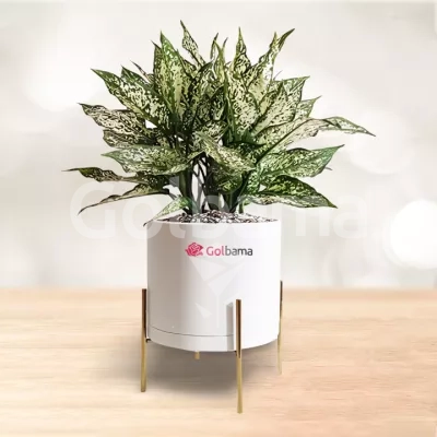 آگلونما برفی با گلدان میکا پایه دار