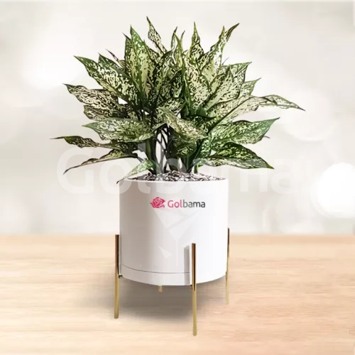 آگلونما برفی با گلدان میکا پایه دار