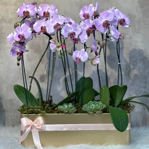 ارکیده بنفش 10 شاخه با گلدان طلایی