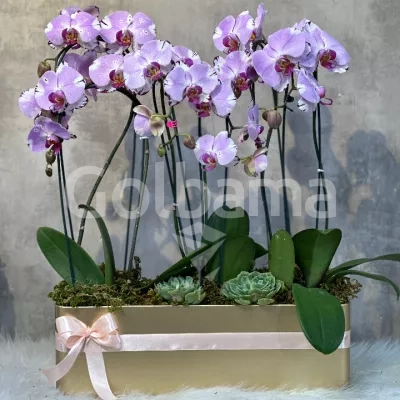ارکیده بنفش 10 شاخه با گلدان طلایی