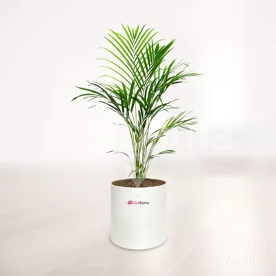 اریکا با گلدان پلیمری