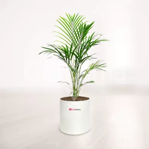 اریکا با گلدان پلیمری