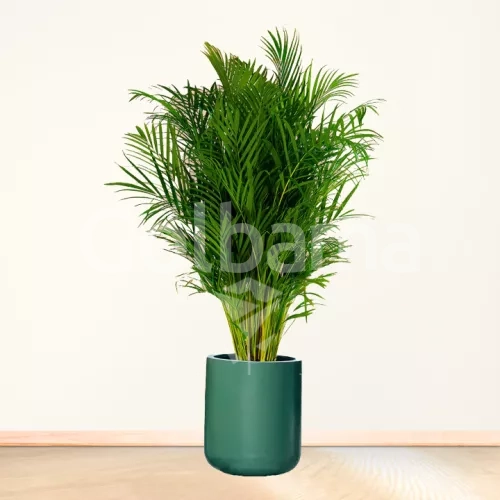 اریکا بزرگ با گلدان سفالی