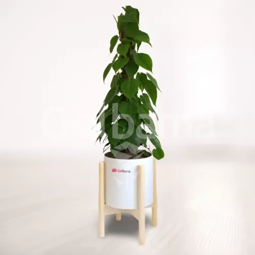 اسکاندیس با گلدان پلیمری پایه دار