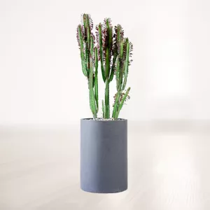 کاکتوس افوربیا سایز بزرگ با گلدان سفالی