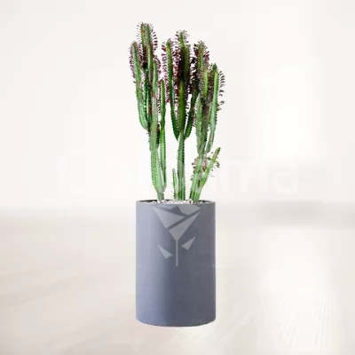 کاکتوس افوربیا سایز بزرگ با گلدان سفالی