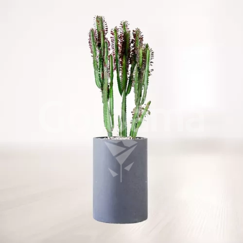 کاکتوس افوربیا سایز بزرگ با گلدان سفالی