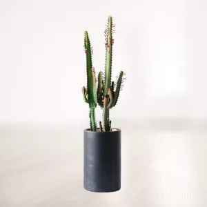 کاکتوس افوربیا سایز متوسط با گلدان سفالی