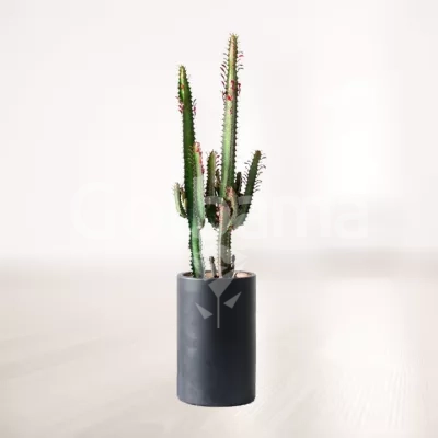 کاکتوس افوربیا سایز متوسط با گلدان سفالی