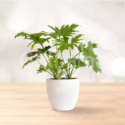 برگ انجیری فر