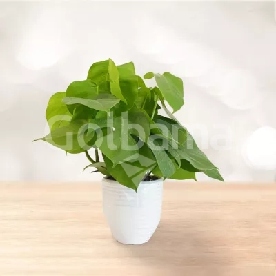 برگ انجیری کوتاه