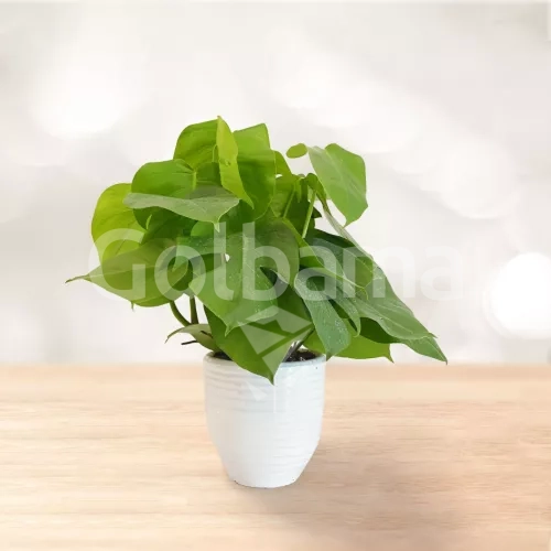 برگ انجیری کوتاه