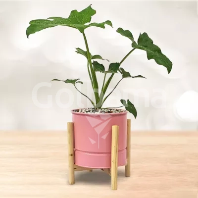 برگ انجیری کوچک با گلدان فلزی پایه چوبی