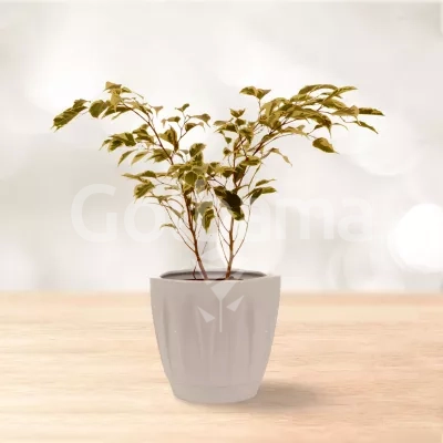 فیکوس بنجامین ابلق کوچک