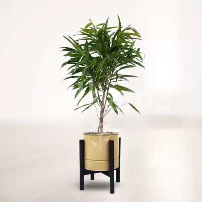 بنجامین آمستل با گلدان فلزی پایه دار