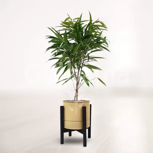 بنجامین آمستل با گلدان فلزی پایه دار