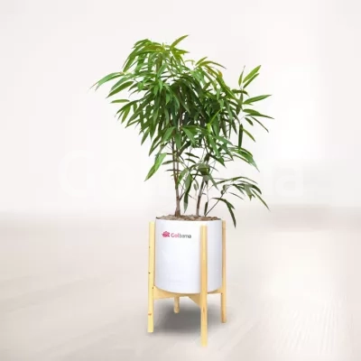 بنجامین آمستل با گلدان پلیمری پایه دار