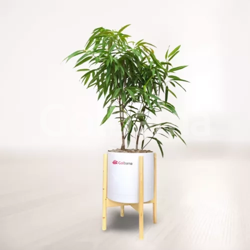 بنجامین آمستل با گلدان پلیمری پایه دار