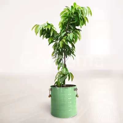 بنجامین آمستل کینگ با گلدان فلزی