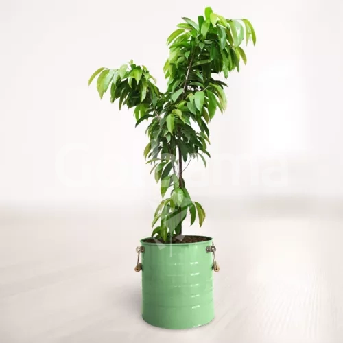 بنجامین آمستل کینگ با گلدان فلزی