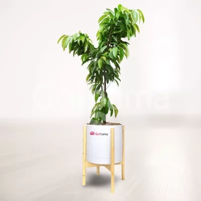 بنجامین آمستل کینگ با گلدان پلیمری پایه دار