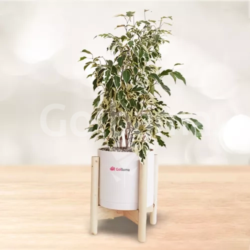 بنجامین ابلق با گلدان پلیمری پایه دار