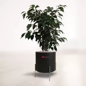 بنجامین بلک با گلدان پلیمری پایه فلزی