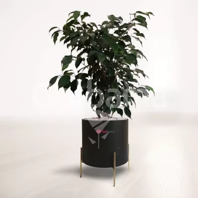 بنجامین بلک با گلدان پلیمری پایه فلزی