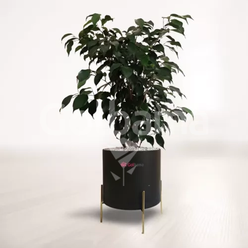 بنجامین بلک با گلدان پلیمری پایه فلزی