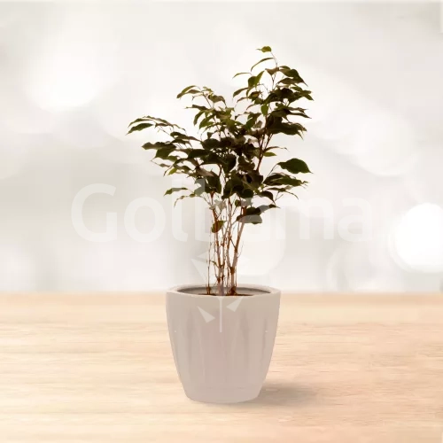 بنجامین سبز کوچک