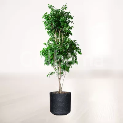 بنجامین سبز سایز بزرگ با گلدان سفالی