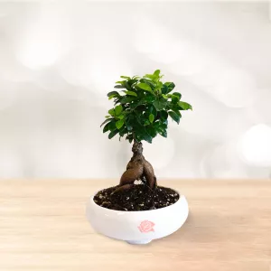 بونسای جنسینگ کوچک